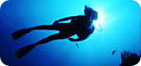 Diving in Florida Reef Diving, wreck dives