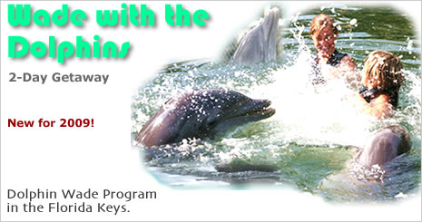 Florida Dolphin Tours swim with the dolphins Florida Keys.